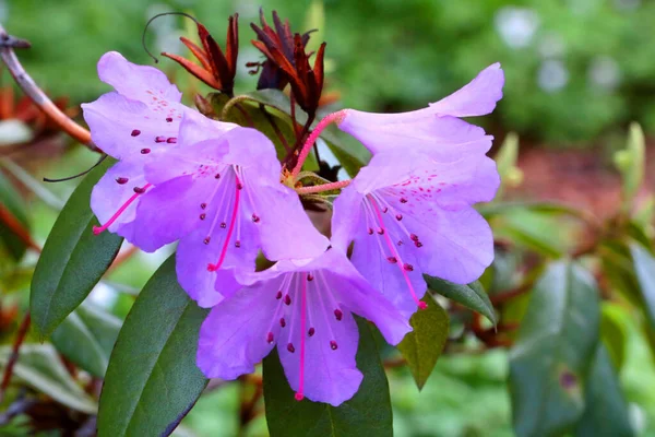 Paarse Bloemen Van Bloeiende Azalea Zomerpark — Stockfoto