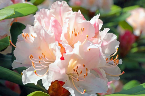 Primo Piano Ramo Azalea Rododendro Fiore Nel Parco — Foto Stock