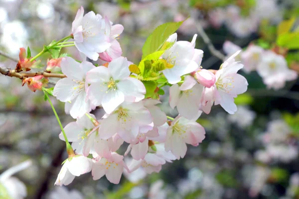 Hermosa Rama Floreciente Cerezo Manzano Jardín Primavera Antecedentes Naturaleza Comienzo — Foto de Stock