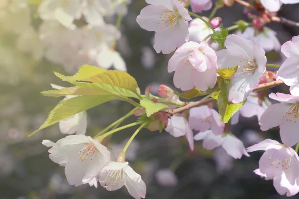 花园里美丽的樱花枝条 — 图库照片