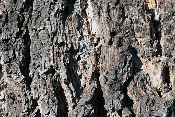 树皮的质地 树皮的背景 — 图库照片