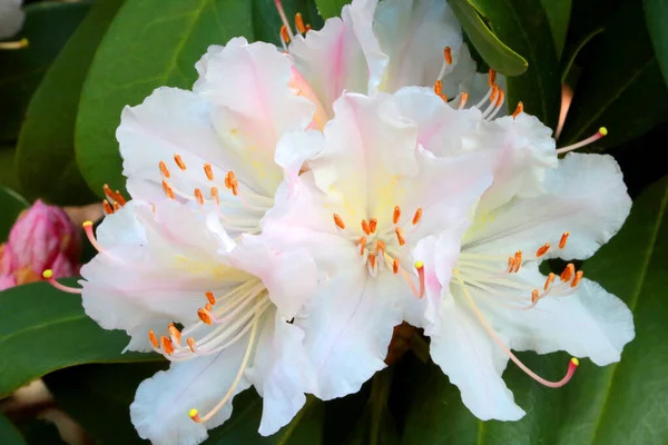 Rama Floreciente Rododendro Parque Primavera Jardín —  Fotos de Stock