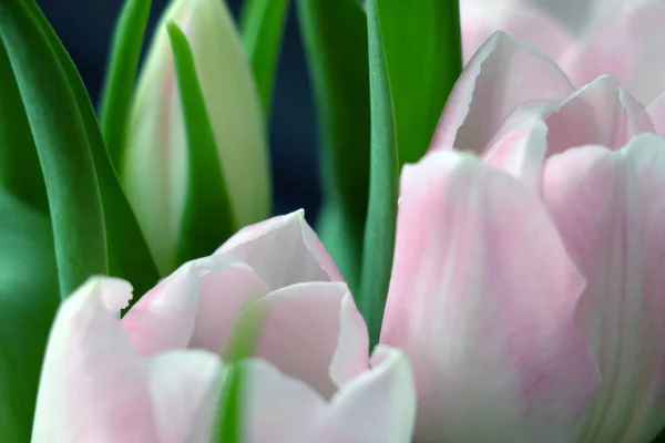 Bukiet Kwitnących Tulipanów Wazonie Tło Natury — Zdjęcie stockowe