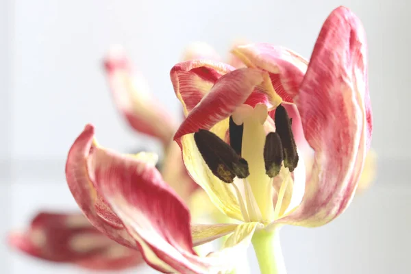 Close Een Tulp Verdorde Bloem Achtergrond — Stockfoto