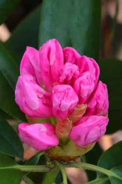 Bahçede çiçek açan bir rhododendron dalına yakın plan.