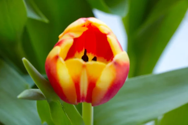 Gros Plan Sur Une Tulipe Fleurs Dans Parc — Photo