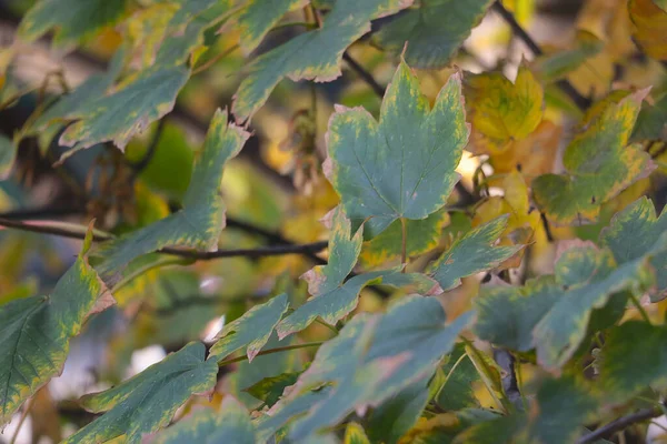 가을에 공원에 나무에 나무의 잎들이 빛났습니다 자연의 — 스톡 사진