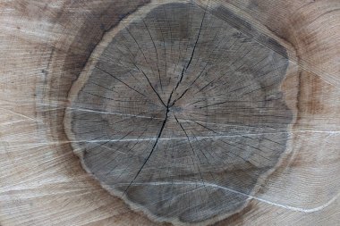 Ağaç gövdesinin bir kısmına yakın plan. Ahşap doku