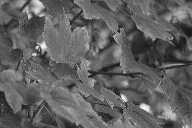 Siyah beyaz fotoğraf. Arka plan ormandaki ağaç yapraklarından yapılmıştır.