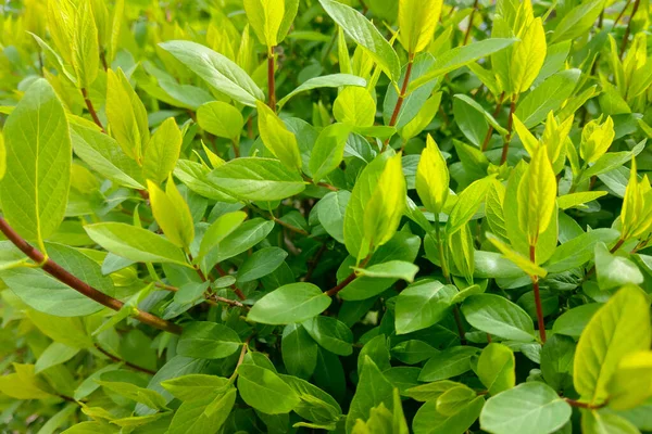 緑の葉を持つ若いブッシュの明るい緑の背景 — ストック写真