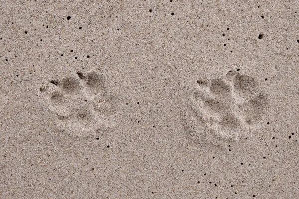 Kumda Köpek Izleri Var Deniz Kıyısında Hayvanlarla Yürümek — Stok fotoğraf