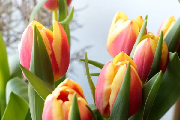 Букет Квітучих Квітів Красиві Запашні Квітучі Тюльпани — стокове фото