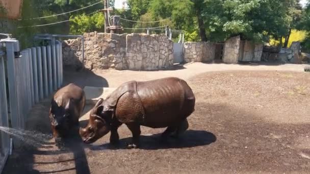 Dia Ensolarado Quente Rinocerontes São Derramados Com Água Parque — Vídeo de Stock