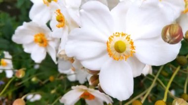 Parkta ya da bahçede açan beyaz çiçeklere yakın çekim