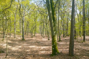 Güneşli bir bahar gününde Güzel yeşil orman
