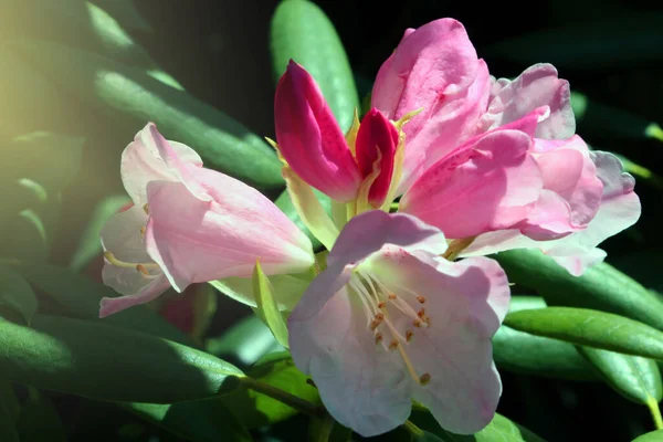 Primer Plano Una Flor Rododendro Floreciente Jardín —  Fotos de Stock