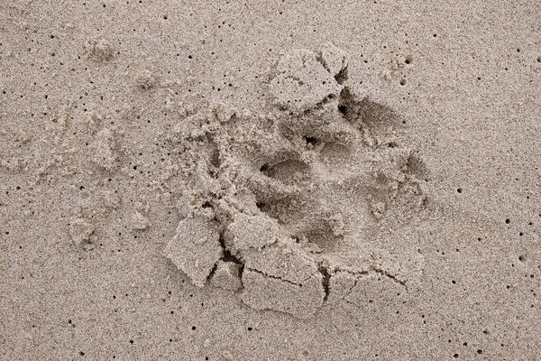 Close Dog Footprint Sand — Stock Photo, Image