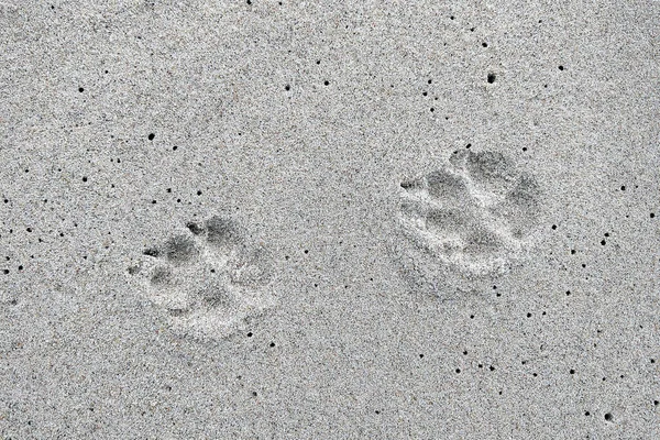 Deniz Kıyısında Okyanusta Köpeğin Kum Izlerinin Üzerinde — Stok fotoğraf