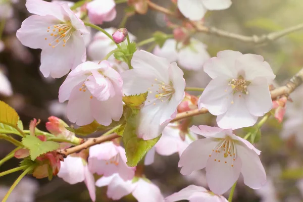春天的花园里 一缕美丽的柔光洒落在开花的樱桃枝上 — 图库照片