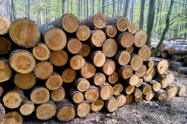 Troncos Árvores Cortadas Jazem Chão Floresta — Fotografia de Stock