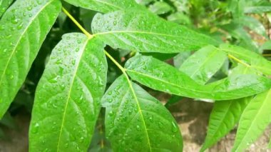 Parkta yağmurdan sonra su damlayan yeşil dal