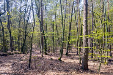 Ormandaki ağaçlarda genç yeşil yapraklar beliriyor. Bahar arkaplanı