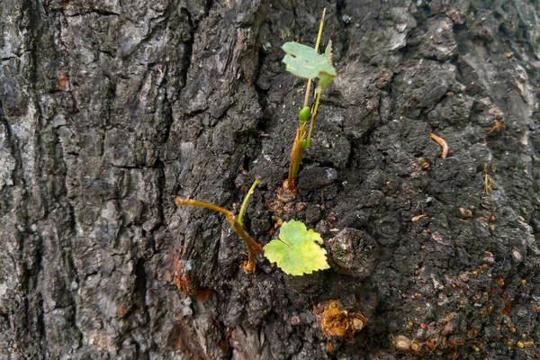 Fondo Borroso Fuera Foco Una Hoja Verde Joven Crece Del — Foto de Stock