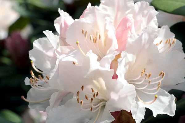 春天里公园里的一个开着花的杜鹃枝 — 图库照片