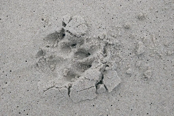 Піску Сліди Тварини Собаки Біля Моря — стокове фото