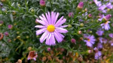 Yağmurdan sonra bahçede küçük mor asterler açar.