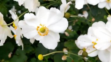 Rüzgarda, çiçeklerin açtığı beyaz çayırlarda sallanıyor