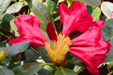 Baharda parktaki Rhododendron 'un çiçek açan bir dalı.