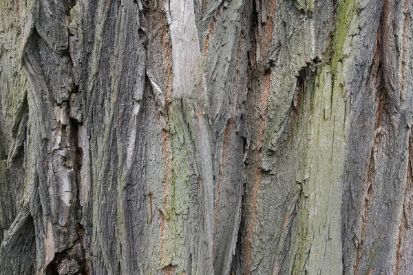 Кора Старого Дерева Текстура Дерева Фон — стоковое фото