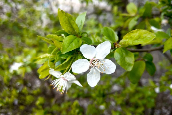 Una Rama Floreciente Manzano Jardín Principios Primavera — Foto de Stock