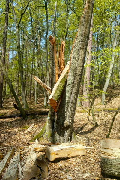 Ormandaki Bir Fırtınada Kırılmış Bir Ağacın Yakınına — Stok fotoğraf