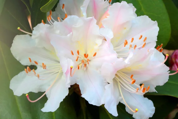 Primer Plano Una Rama Blanca Floreciente Azalea Primavera —  Fotos de Stock