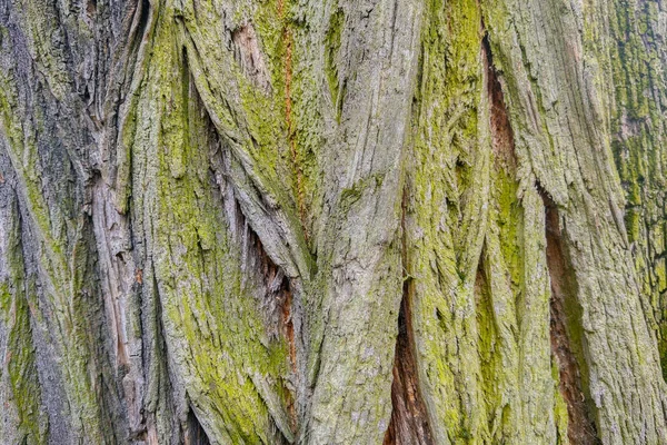 Παλιός Φλοιός Του Δέντρου Υφή Του Φλοιού Ξύλο Φόντο — Φωτογραφία Αρχείου