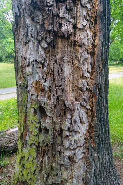 View Trunk Old Sick Tree Rotten Wood — Stock Photo, Image