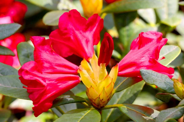 Primo Piano Rododendro Fiore Nel Parco Primavera — Foto Stock