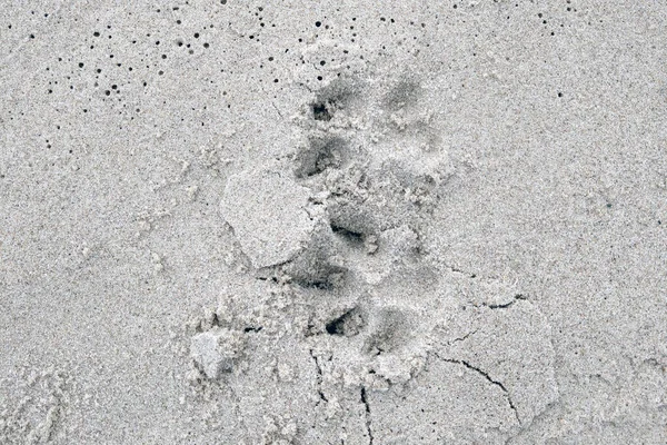 Пляжі Піску Сліди Собаки — стокове фото