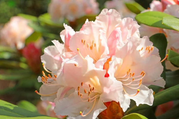 Parque Día Soleado Florece Azalea Fondo Naturaleza Imágenes de stock libres de derechos