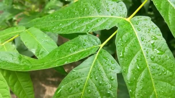 Krople Deszczu Zielonych Liściach Drzewa — Wideo stockowe
