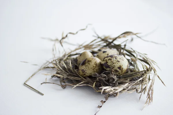 Close up photo of quail eggs in a nest — Stock Photo, Image