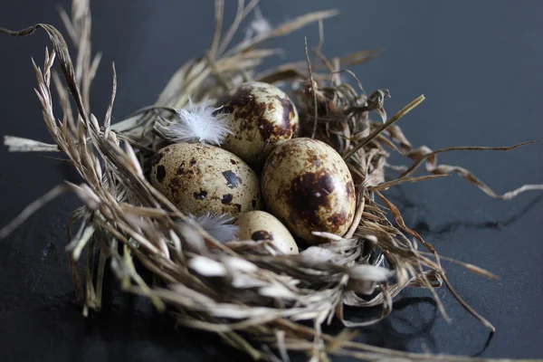 Закрыть фотографию перепелиных яиц в гнезде — стоковое фото