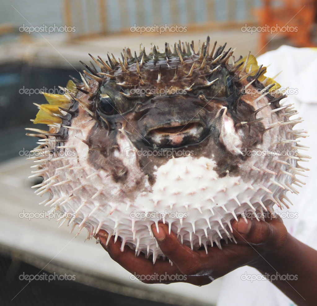 Αγκαθωτά ψάρια — Φωτογραφία Αρχείου © svetolkunova #13701031