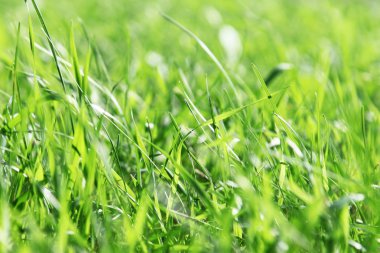 Makro fotoğraf yeşil çimen, seçici odak