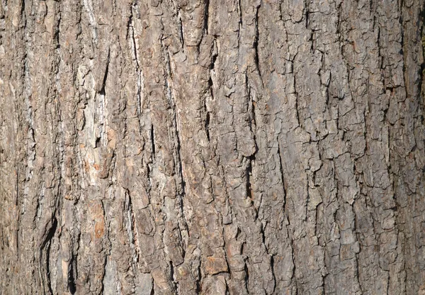Кора дерева - фон — стокове фото