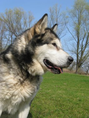 Alaskan malamute köpek alanına tecavüz