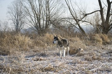 Alaskan malamute köpek alanına tecavüz