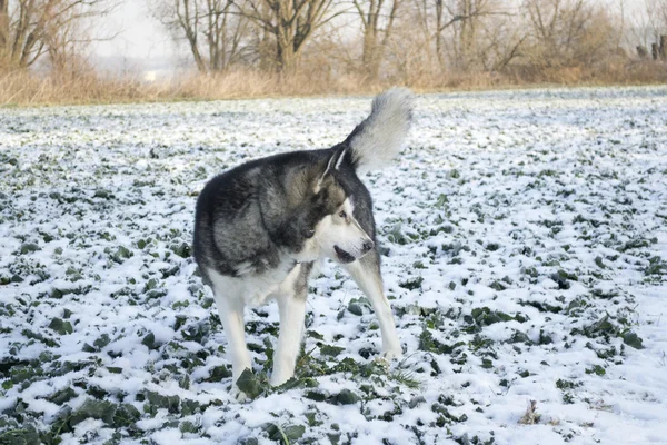 Cão Malamute do Alasca no campo com estupro — Fotografia de Stock